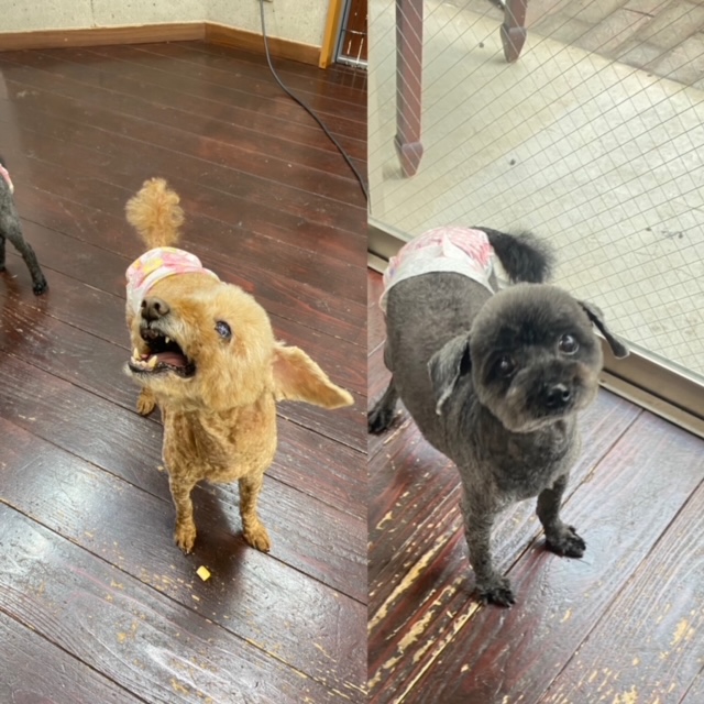 そらちゃん＆まめちゃん🐩🐩