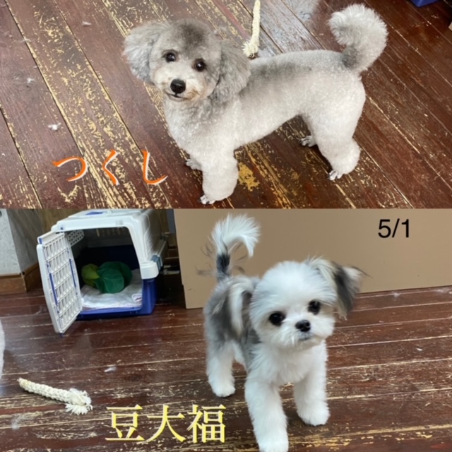 つくしちゃん?と豆大福ちゃん?