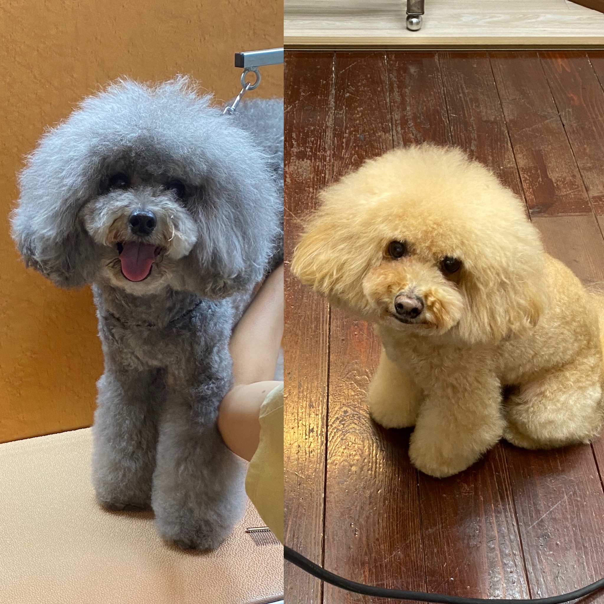 ぽくて&エアルちゃん?