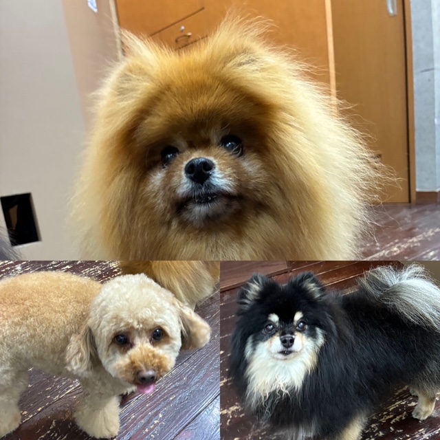 きなこ&あんちゃん＆こすずちゃん🐶🐶🐶