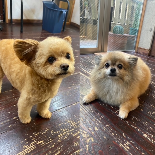 イルちゃんとアムちゃん🐶🐶