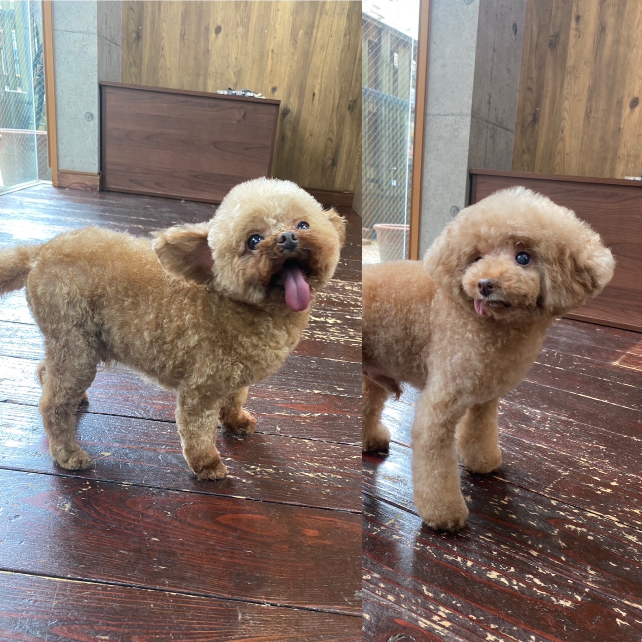 プリンちゃんバンビちゃん🐩🐩