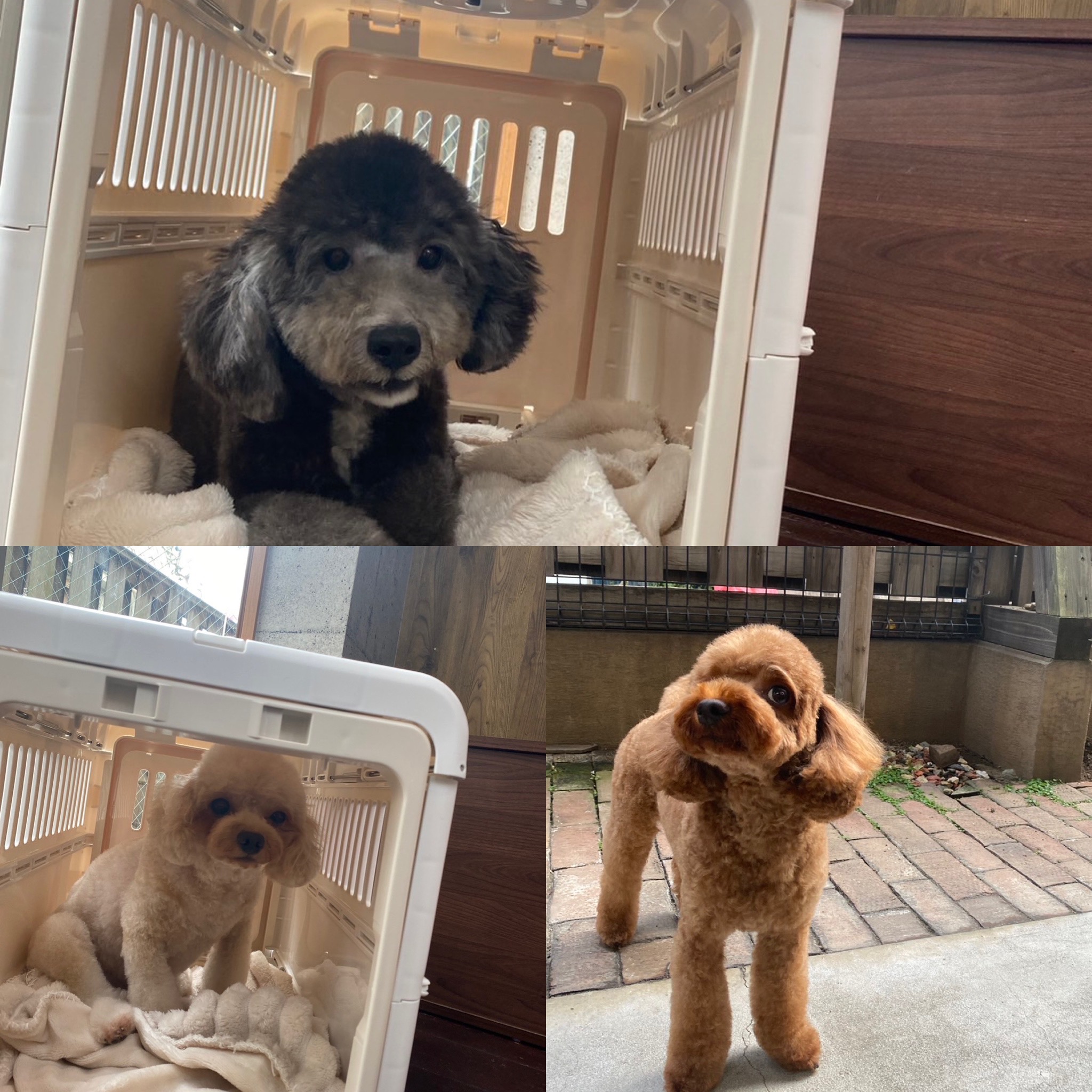 ニコ&シエルちゃん🐩🐩