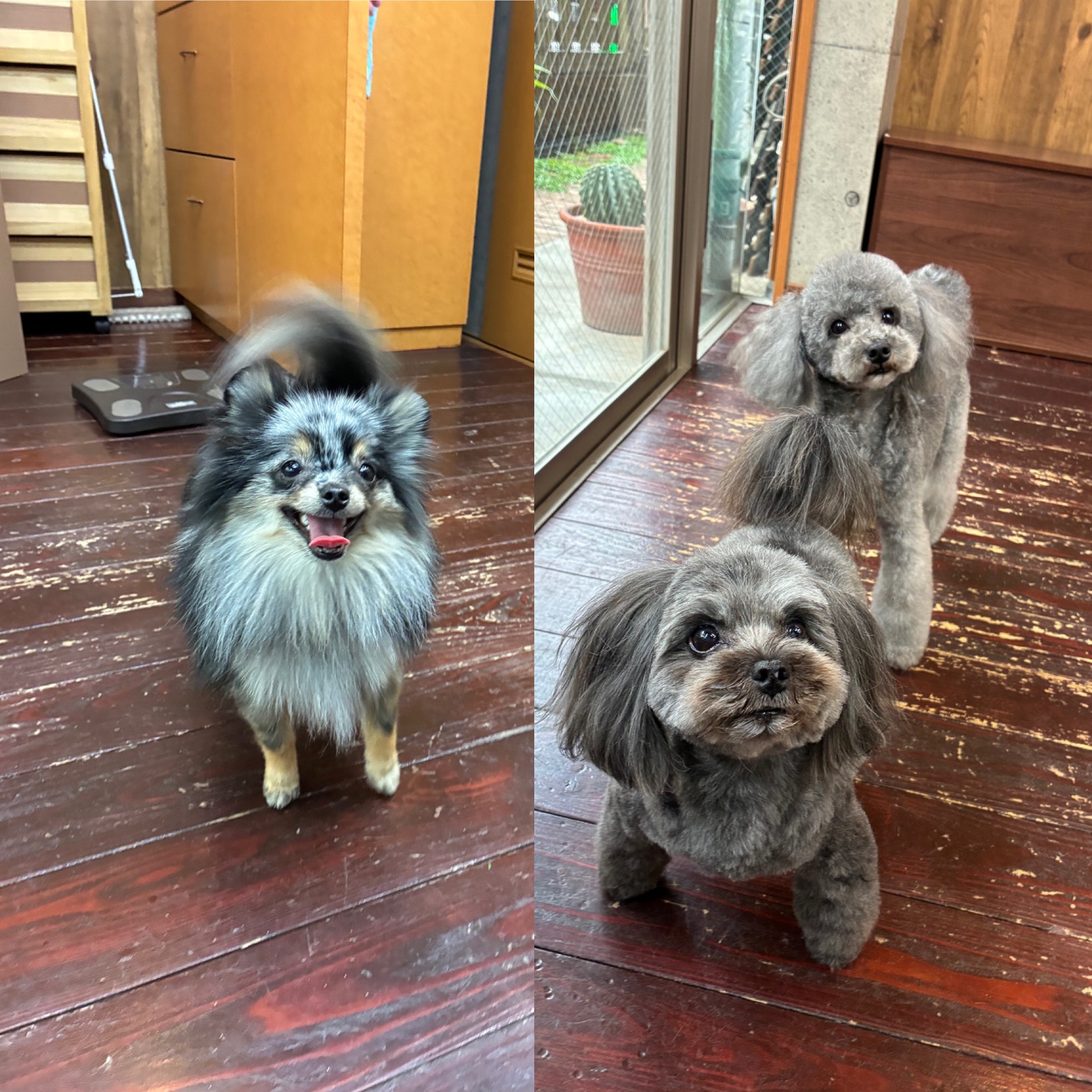 りりちゃんとららちゃんとぽぽちゃん🐶🐶🐶