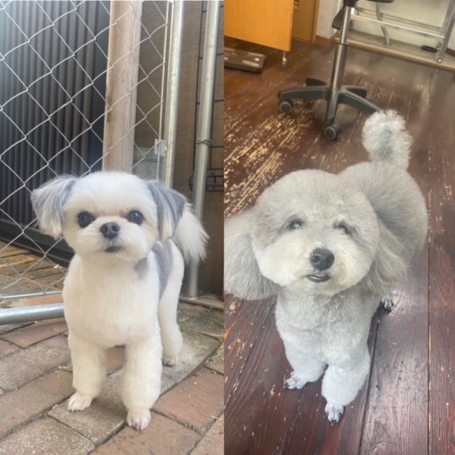 つくしちゃんと豆大福ちゃん🐶🐶