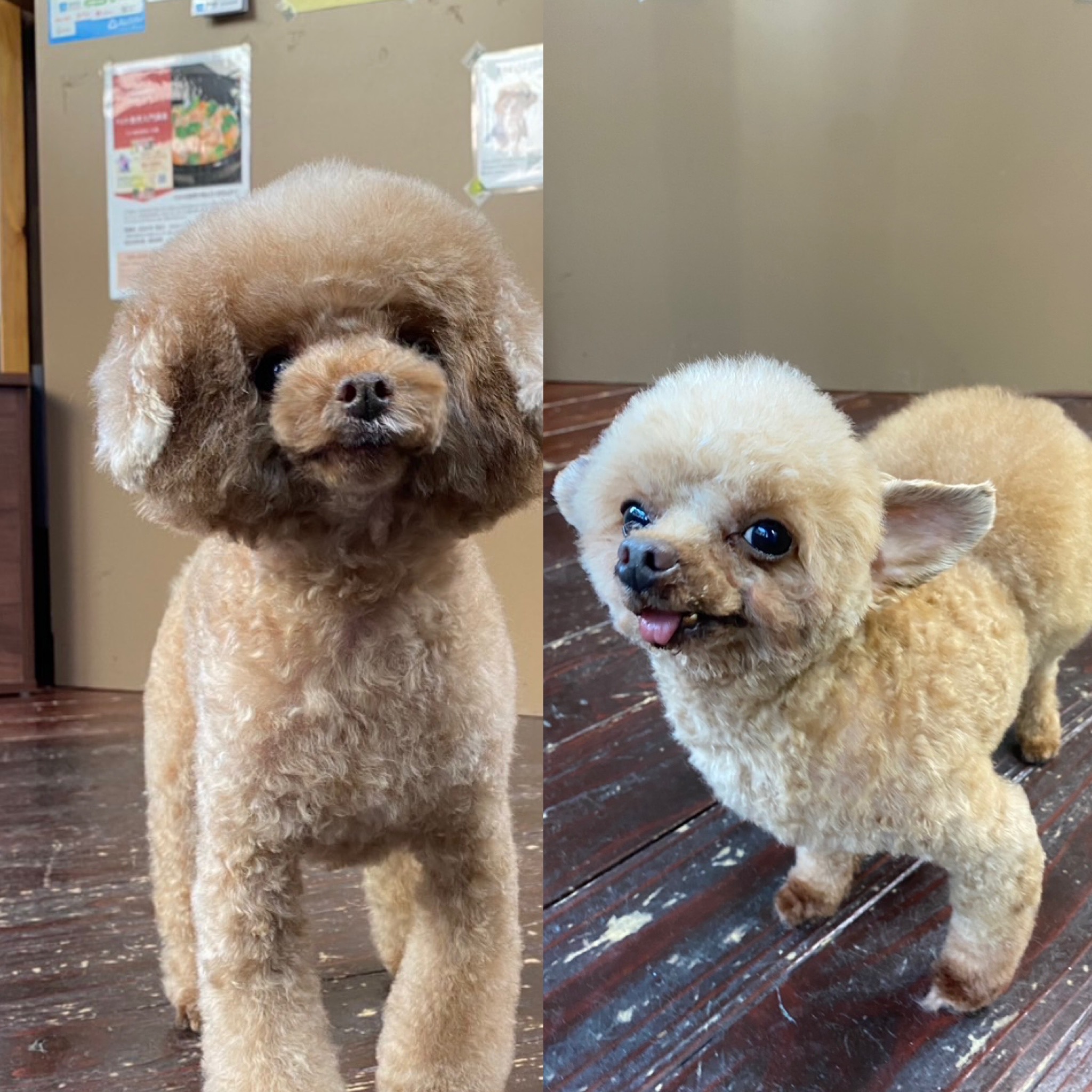 プリンちゃん🐩バンビちゃん🐩