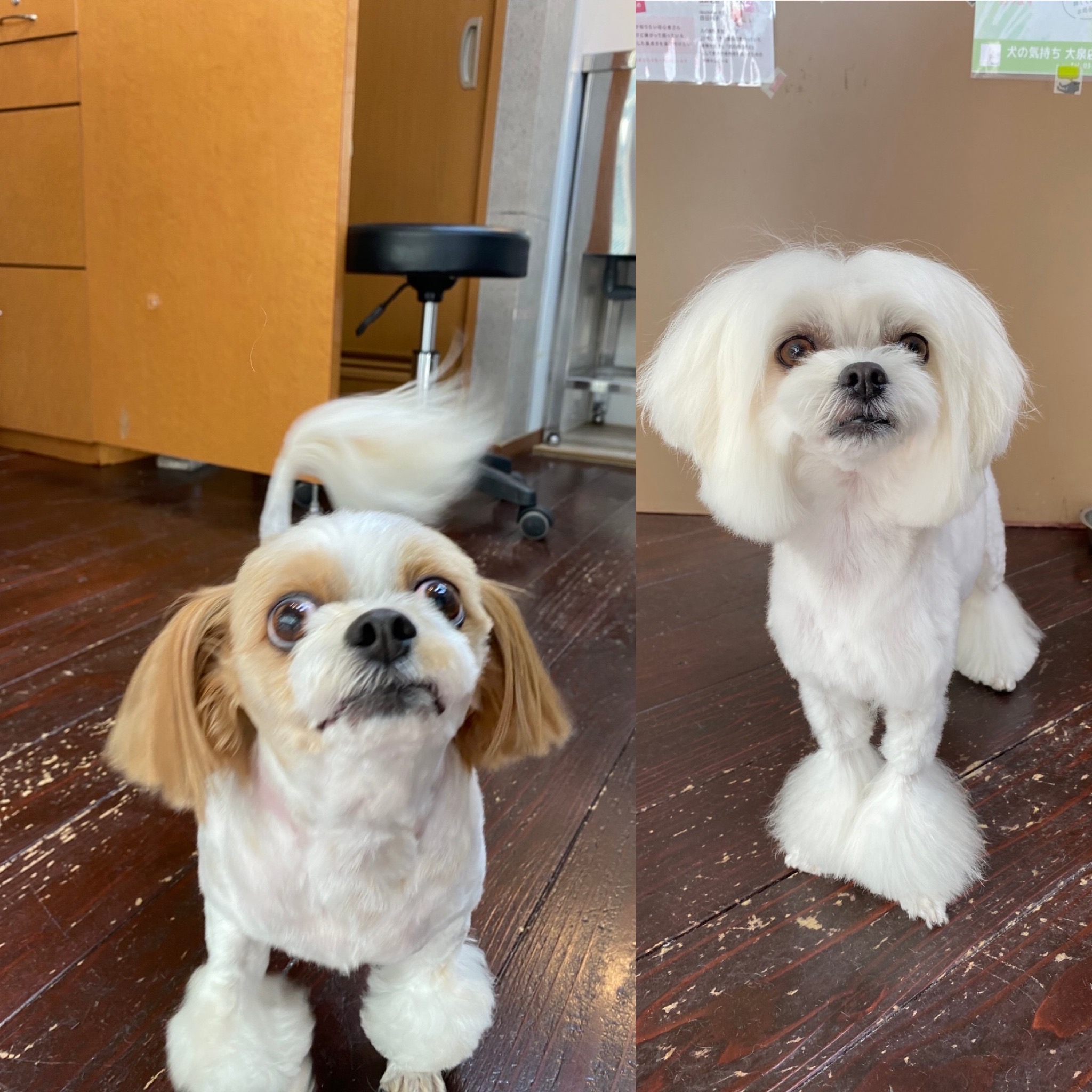 レオンちゃんとスカイちゃん🐶🐶