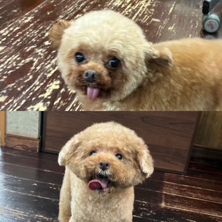 プリンちゃんバンビちゃん🐩🐩