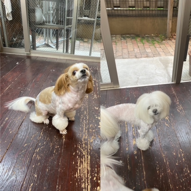 レオンちゃんとスカイちゃん🐶🐶