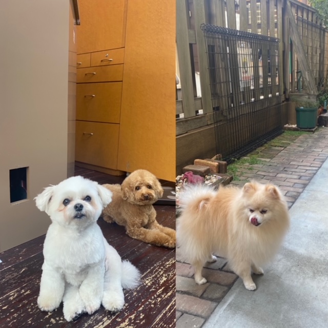 Fuuuちゃんとニコちゃんとペコちゃん🐶🐶🐶