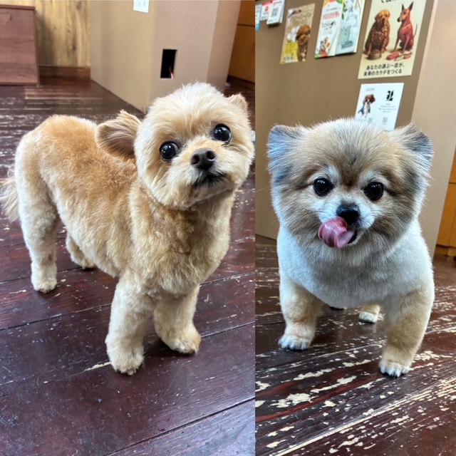 イルちゃんとアムちゃん🐶🐶