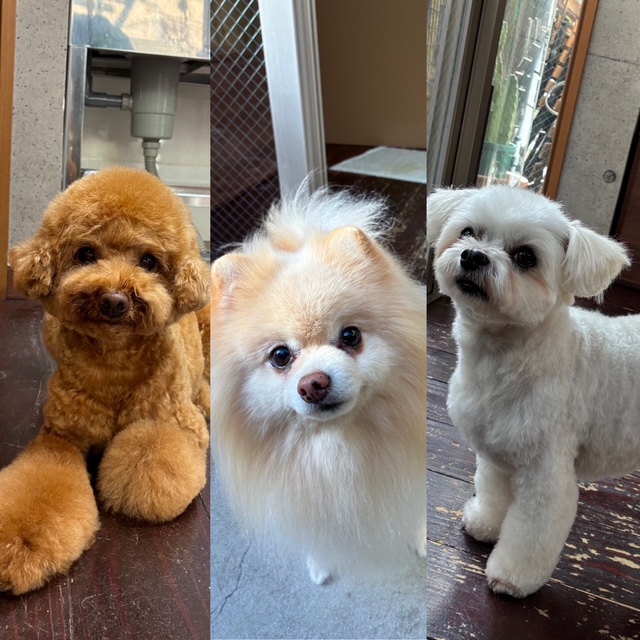 Fuuuちゃんとニコちゃんとペコちゃん🐶🐶🐶