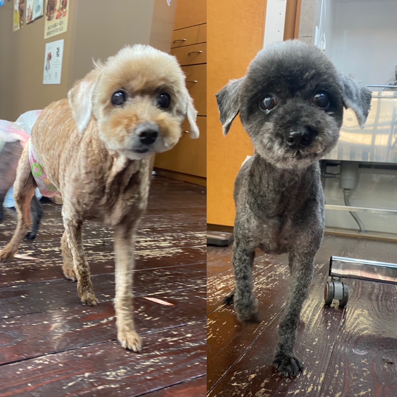 そらちゃん＆まめちゃん🐩🐩