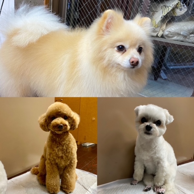 Fuuuちゃんとニコちゃんとペコちゃん???