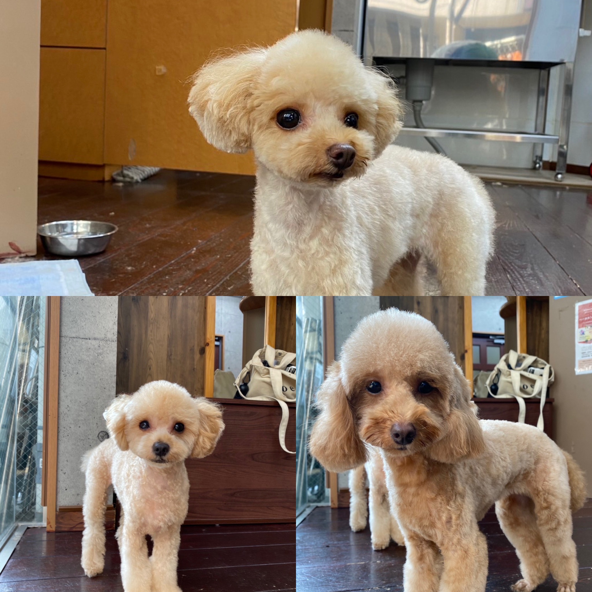 まめ＆くるみ＆せんべいちゃん🐩🐩🐩