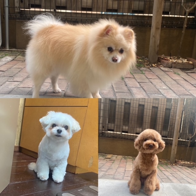Fuuuちゃんとニコちゃんとペコちゃん🐶🐶🐶