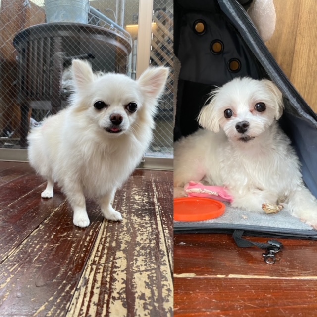 奏太ちゃんと七南(ななみ)ちゃん??