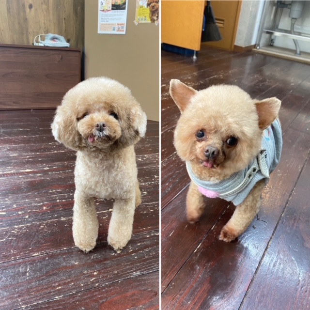 プリンちゃんバンビちゃん🐩🐩