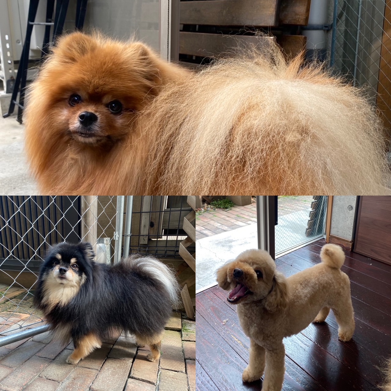 きなこ&あんちゃん&こすずちゃん🐶🐶🐶