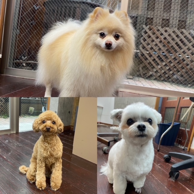 Fuuuちゃんニコちゃんペコちゃん🐾