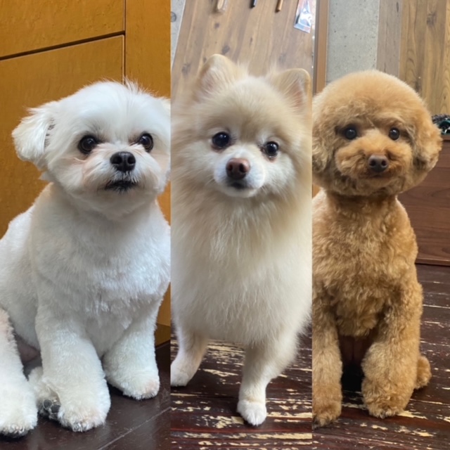 Fuuuちゃんとニコちゃんとペコちゃん🐶🐶🐶