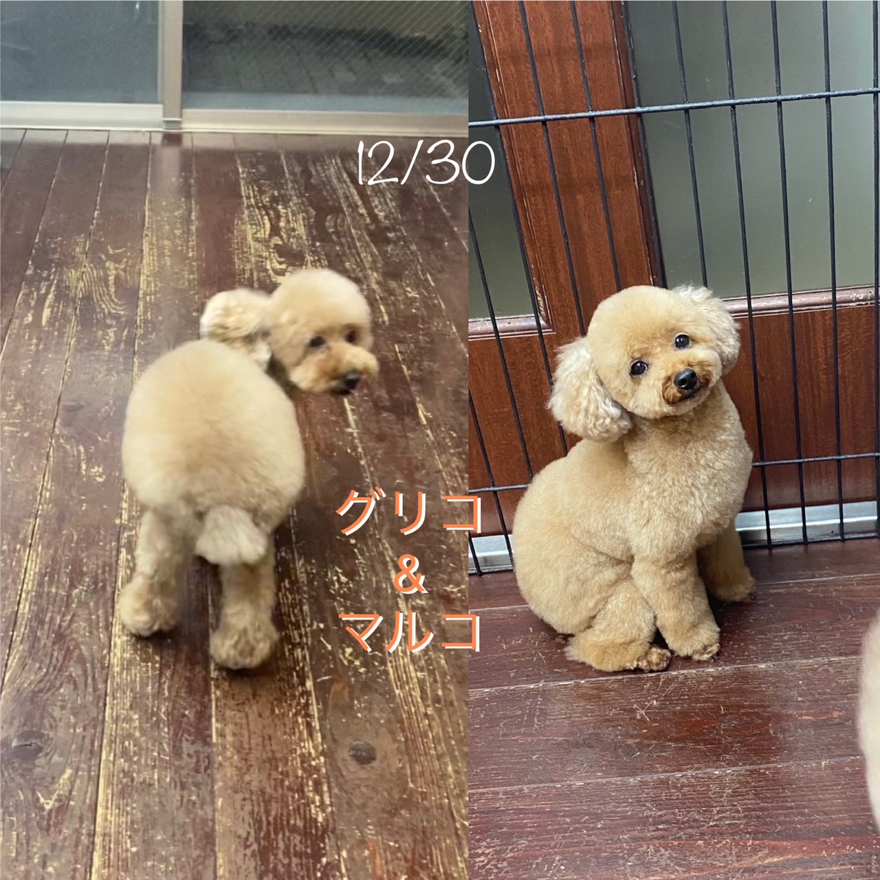 グリコ・マルコちゃん(双子ちゃん)??