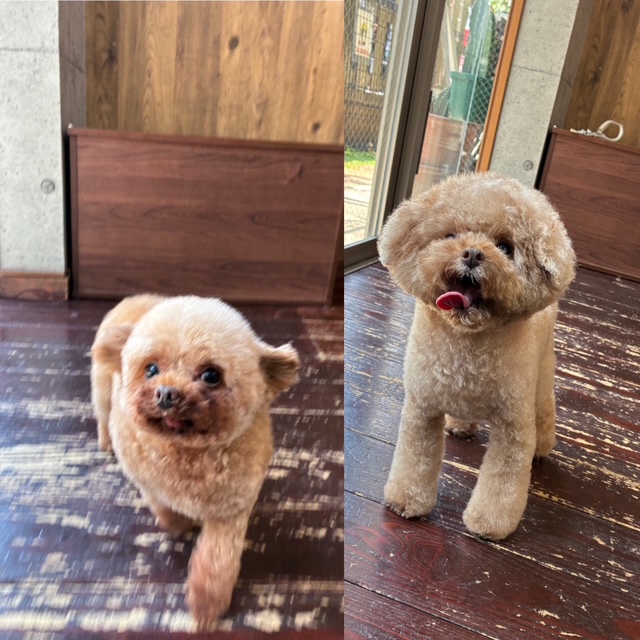 プリンちゃんバンビちゃん🐩🐩