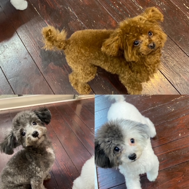 エルちゃんとアッシュちゃんとワカナちゃん👶🐩🐩🐩