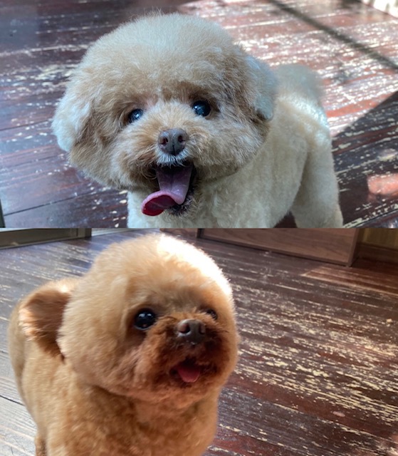 プリンちゃんバンビちゃん🐩🐩