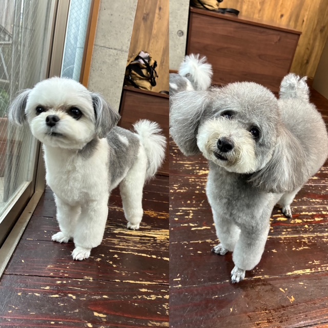 つくしちゃんと豆大福ちゃん🐶🐶