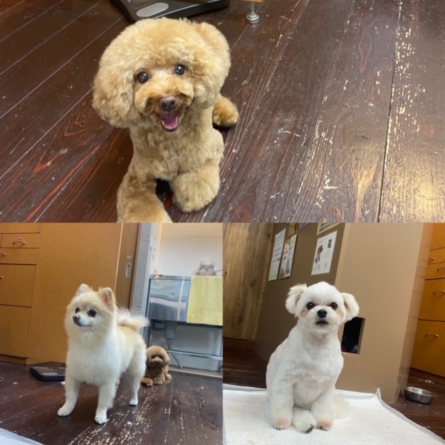 Fuuuちゃんとニコちゃんとペコちゃん🐶🐶🐶