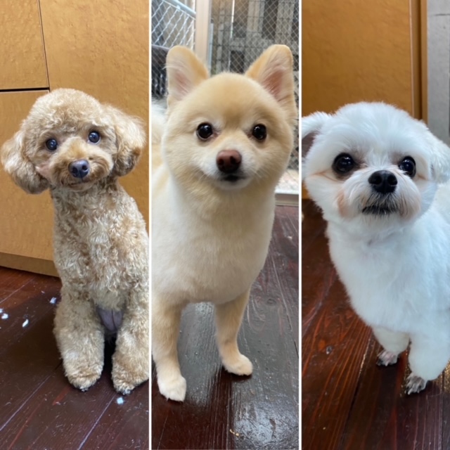 Fuuuちゃんとニコちゃんとペコちゃん???