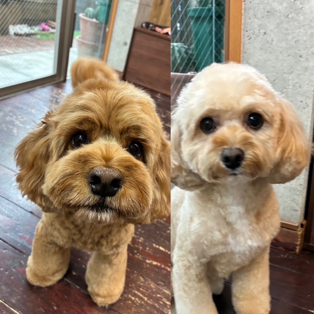 めいちゃんとタルトちゃん🐶🐶