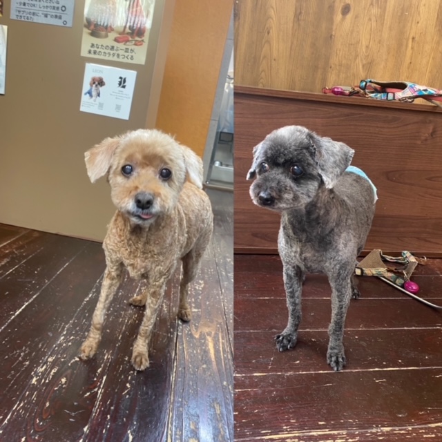 そらちゃん&まめちゃん🐩🐩