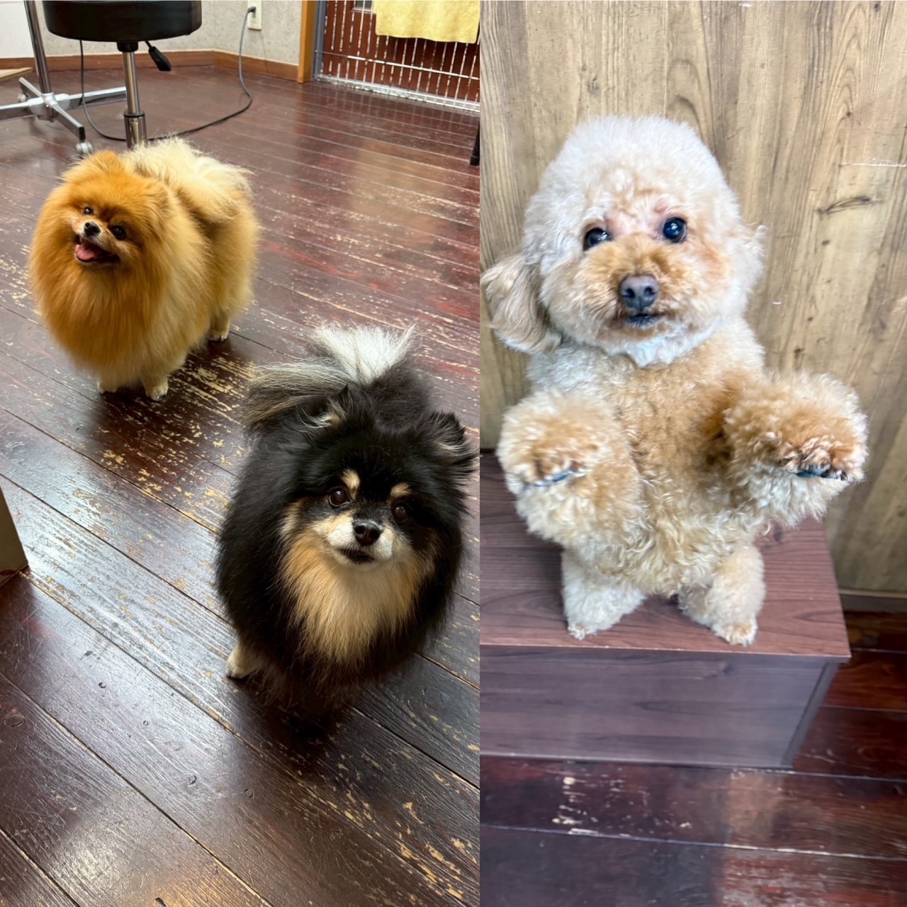 きなこ&あん＆こすずちゃん🐶🐶🐶