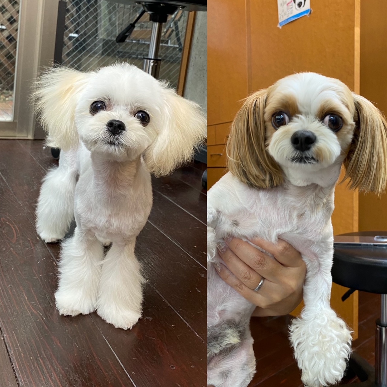 スカイちゃんとレオン兄ちゃん??