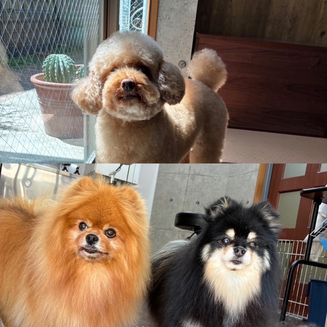 きなこ&あん＆こすずちゃん🐶🐶🐶