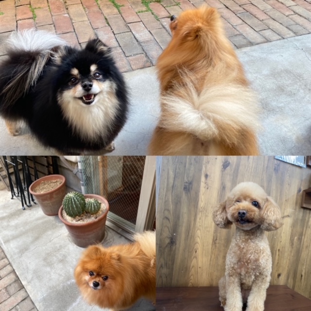 きなこちゃんとあんちゃんとこすずちゃん🐶🐶🐶