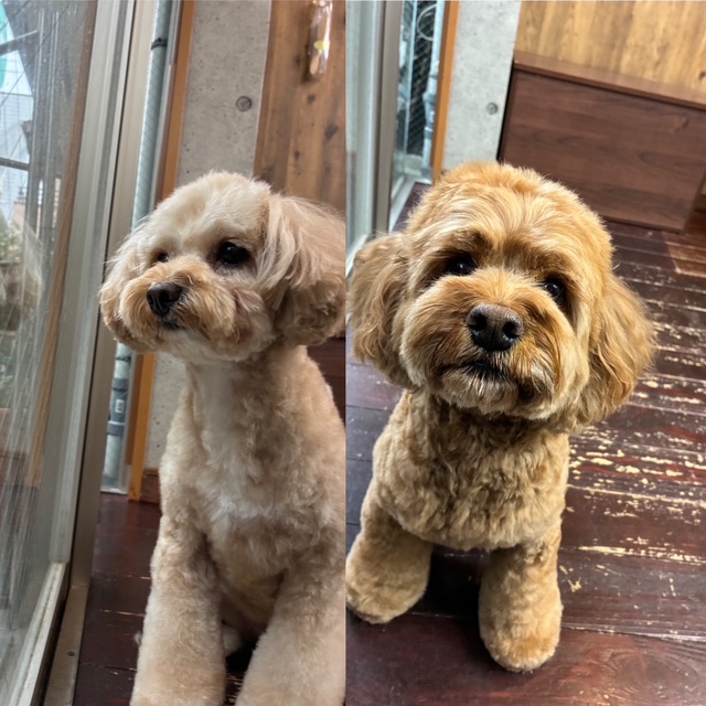 めいちゃんとタルトちゃん🐶🐶