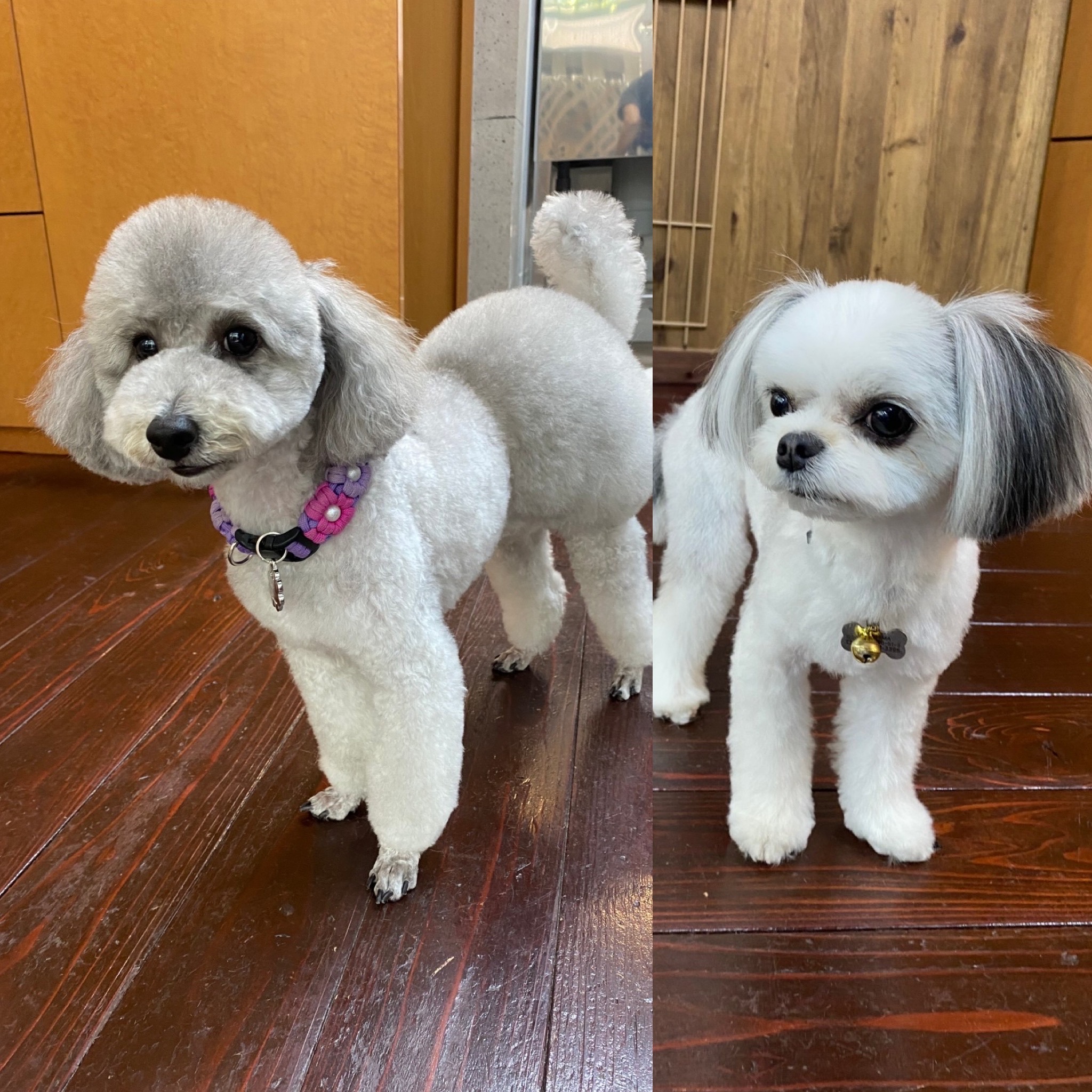 つくしちゃんと豆大福ちゃん??