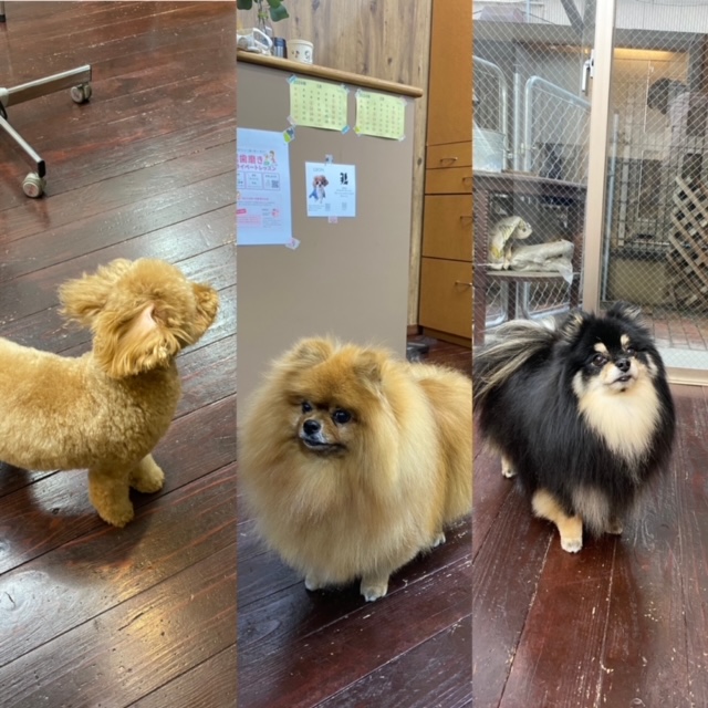 きなこ&あん&こすずちゃん???