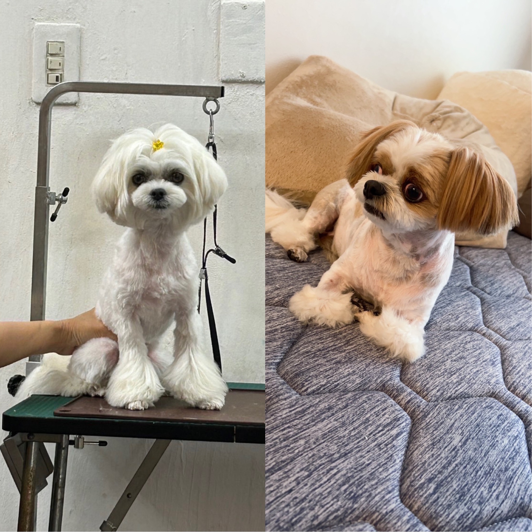 レオンちゃんとスカイちゃん🐶🐶