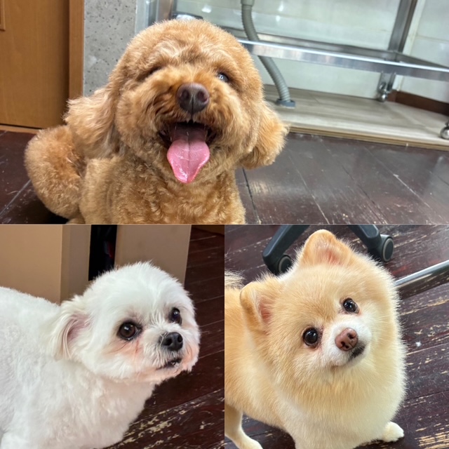 Fuuuちゃんとニコちゃんとペコちゃん🐶🐶🐶