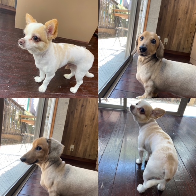 にこちゃん🐶わびすけちゃん🐶