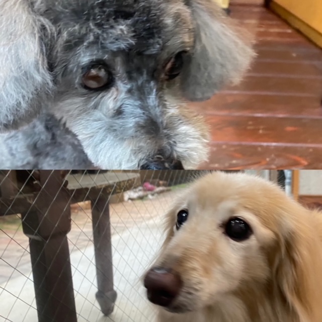 ニコちゃんとココちゃん🐶🐶