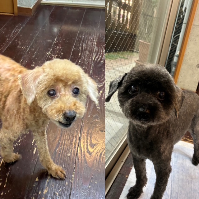 そらちゃん＆まめちゃん🐩🐩