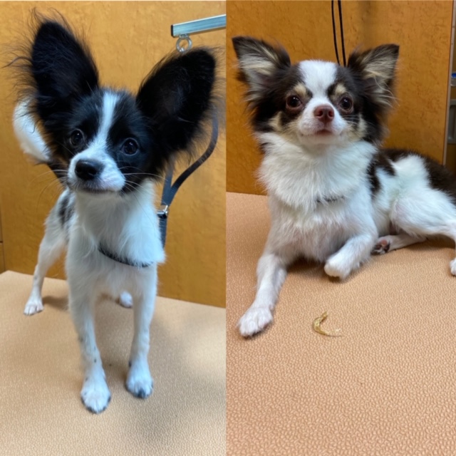 ちょび・みるくちゃん！