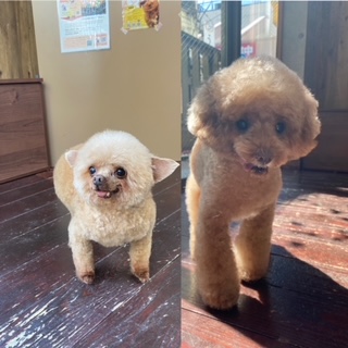 プリンちゃんとバンビちゃん🐩🐩