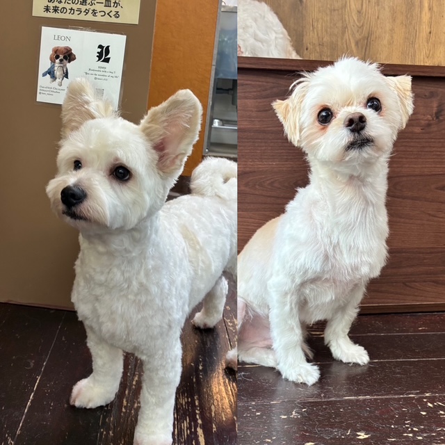 サンちゃんとハクちゃん🐶🐶