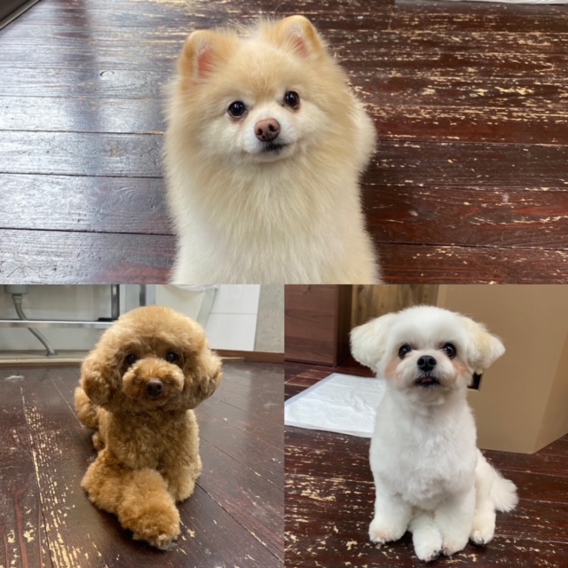 Fuuuちゃんとニコちゃんとペコちゃん🐾